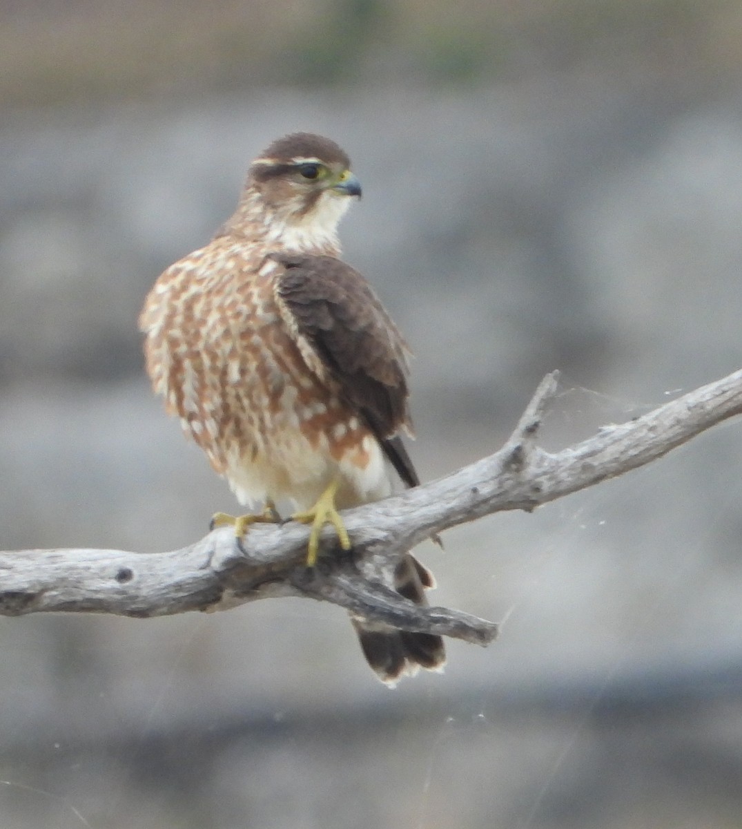 コチョウゲンボウ - ML645466699