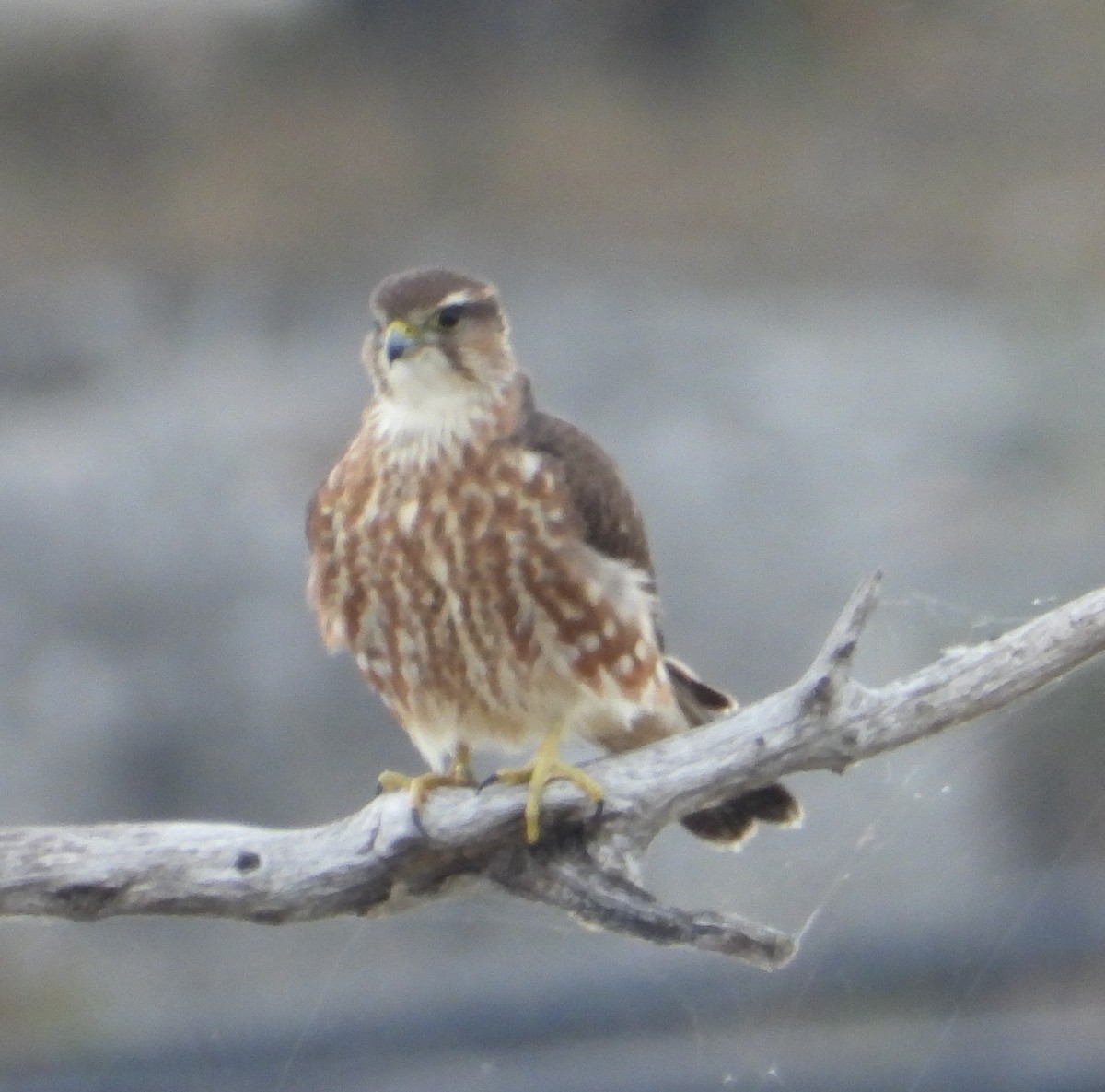 コチョウゲンボウ - ML645466700