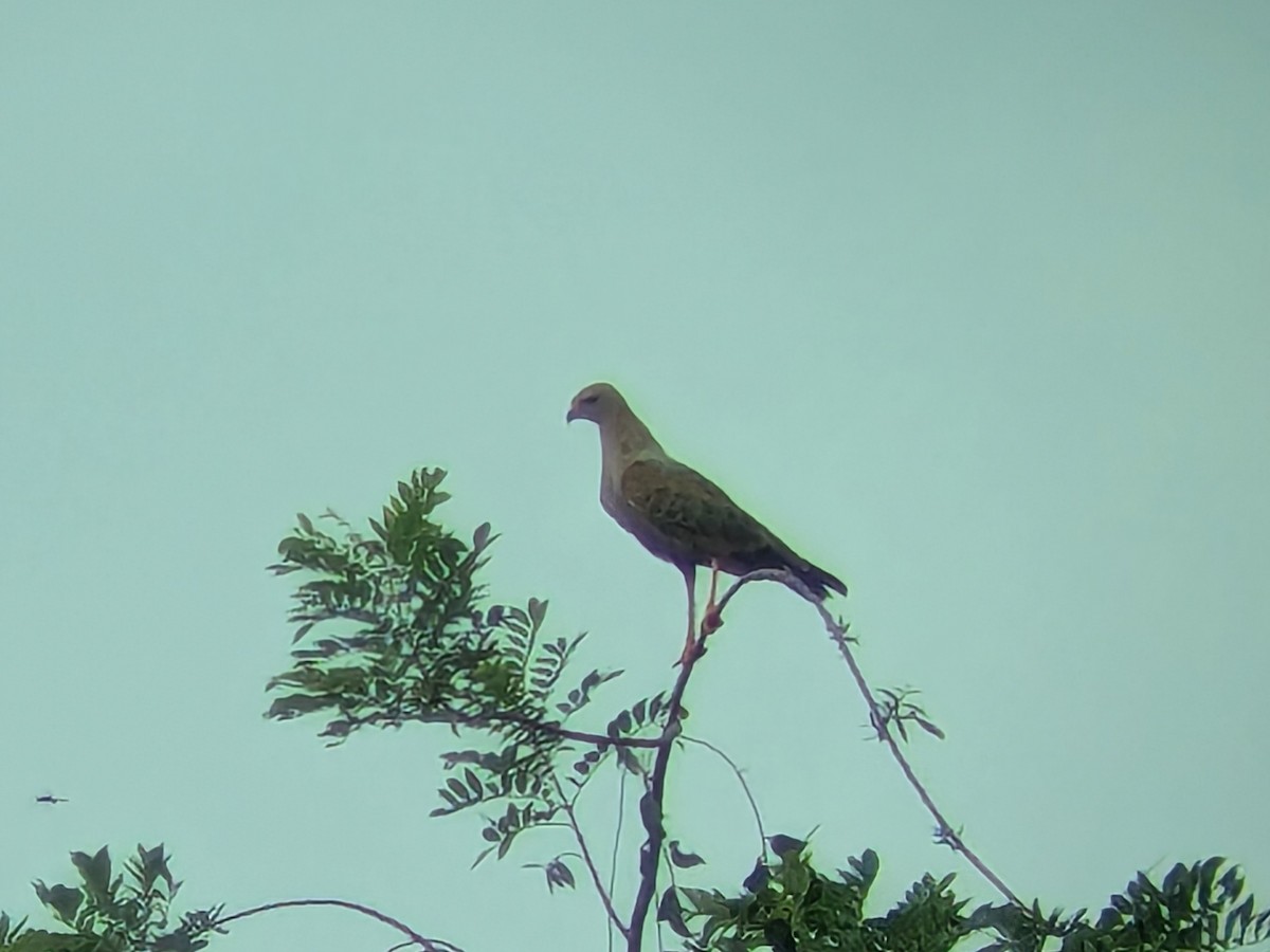 サバンナノスリ - ML645466702