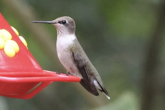 ノドグロハチドリ - ML645466703