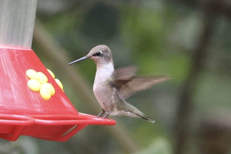 ノドグロハチドリ - ML645466704