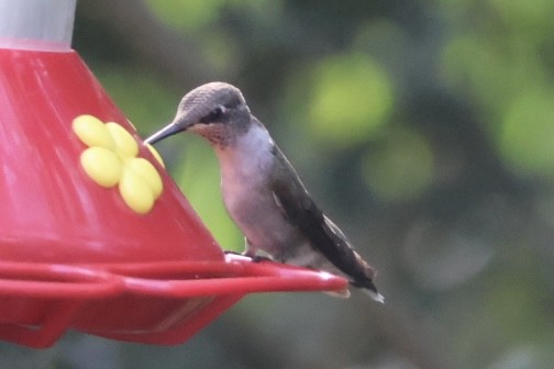 ノドグロハチドリ - ML645466705