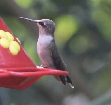 ノドグロハチドリ - ML645466706