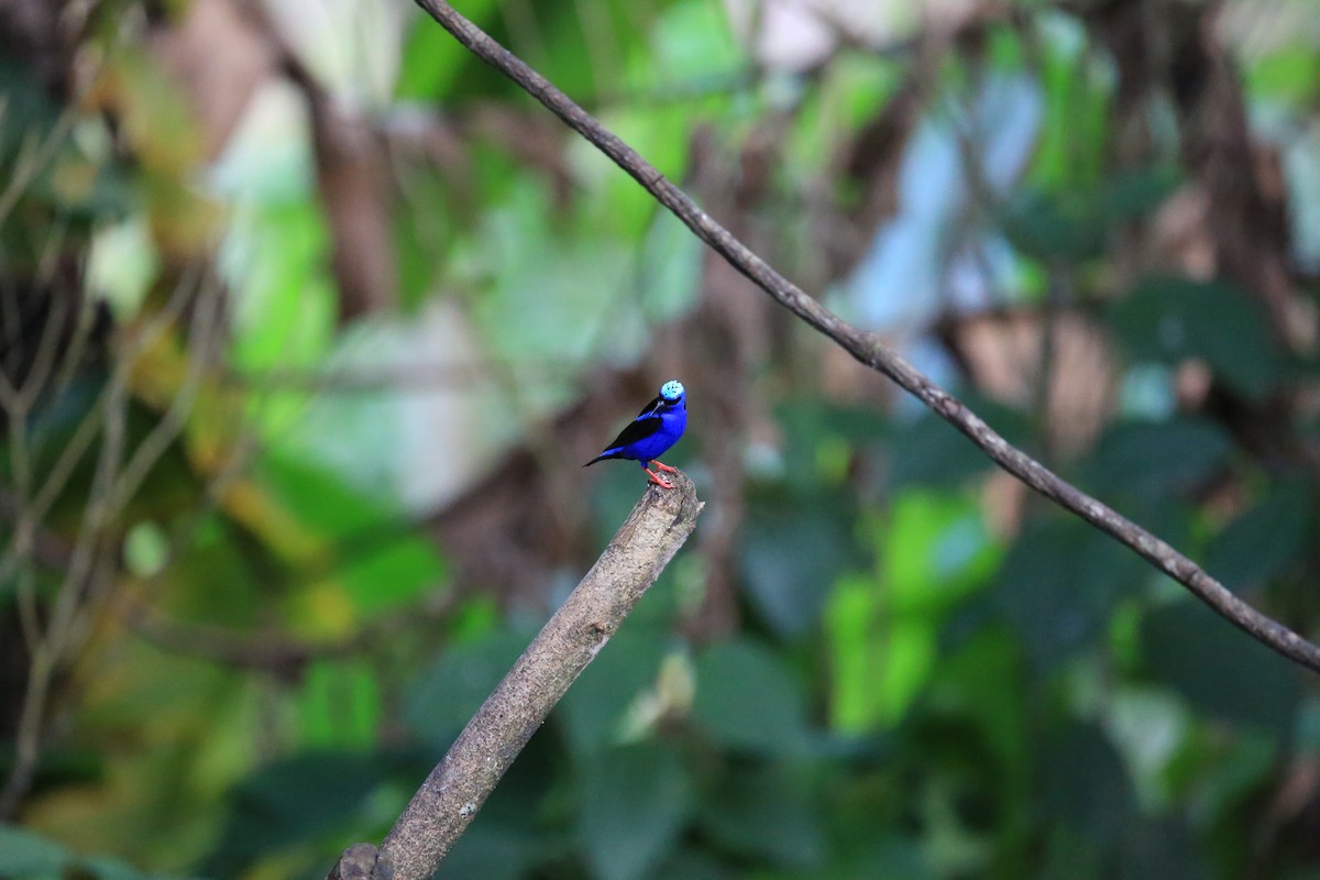 Red-legged Honeycreeper - ML645466707