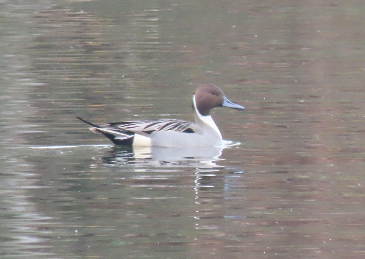 オナガガモ - ML645466708