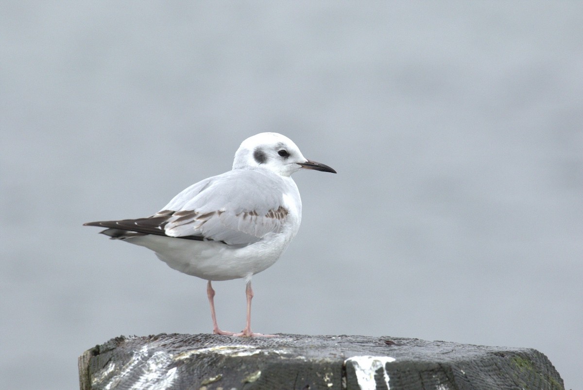 ボナパルトカモメ - ML645466710