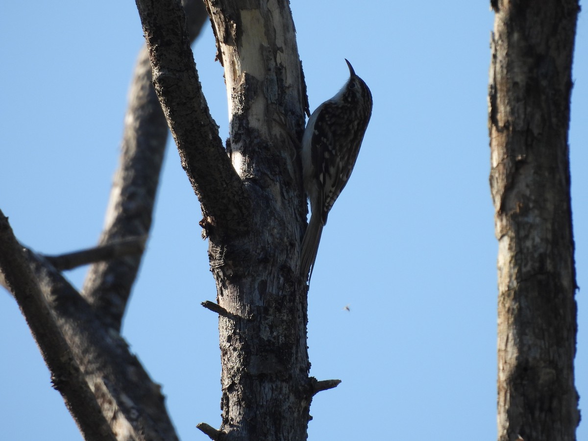 アメリカキバシリ - ML645466711