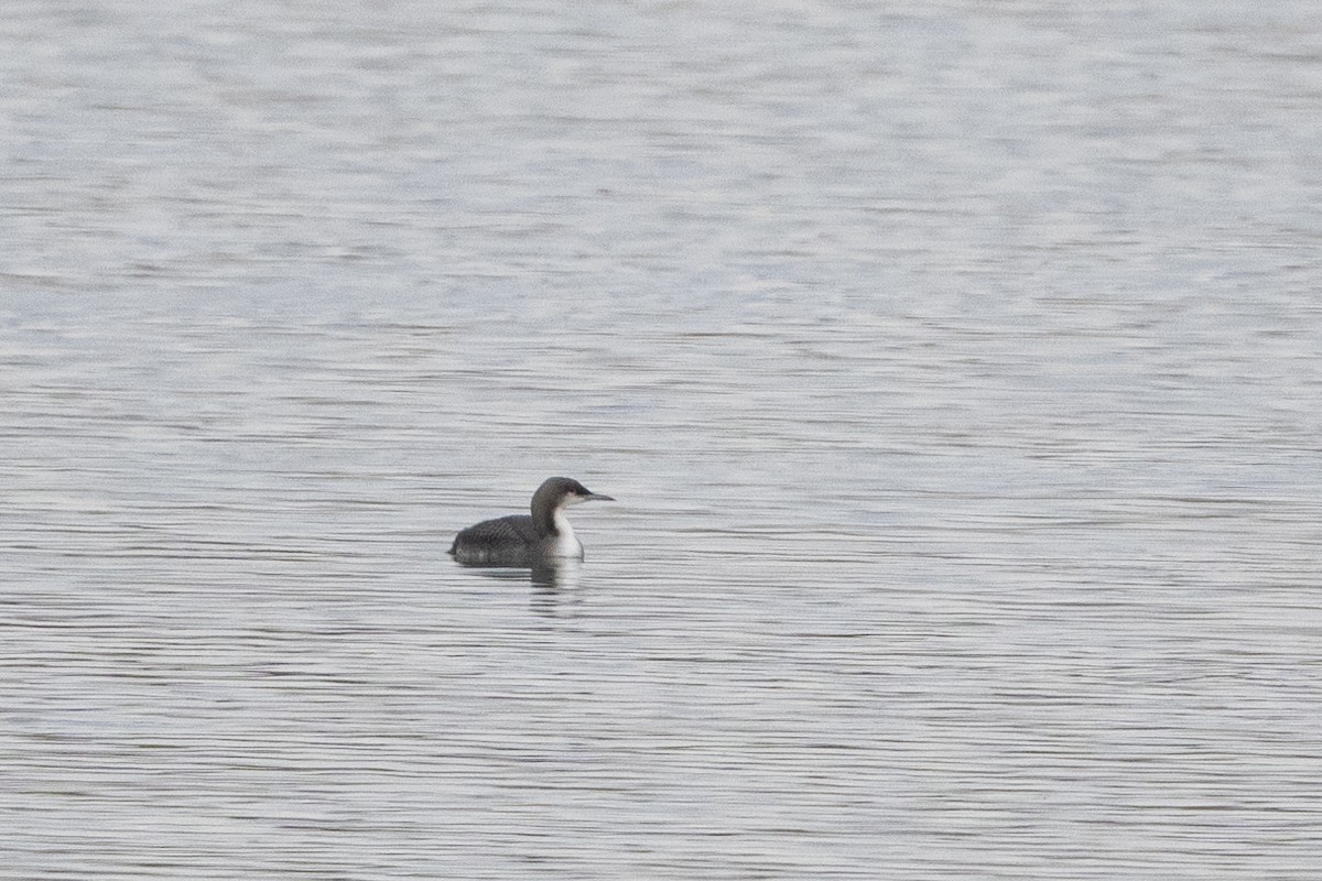 シロエリオオハム - ML645466713