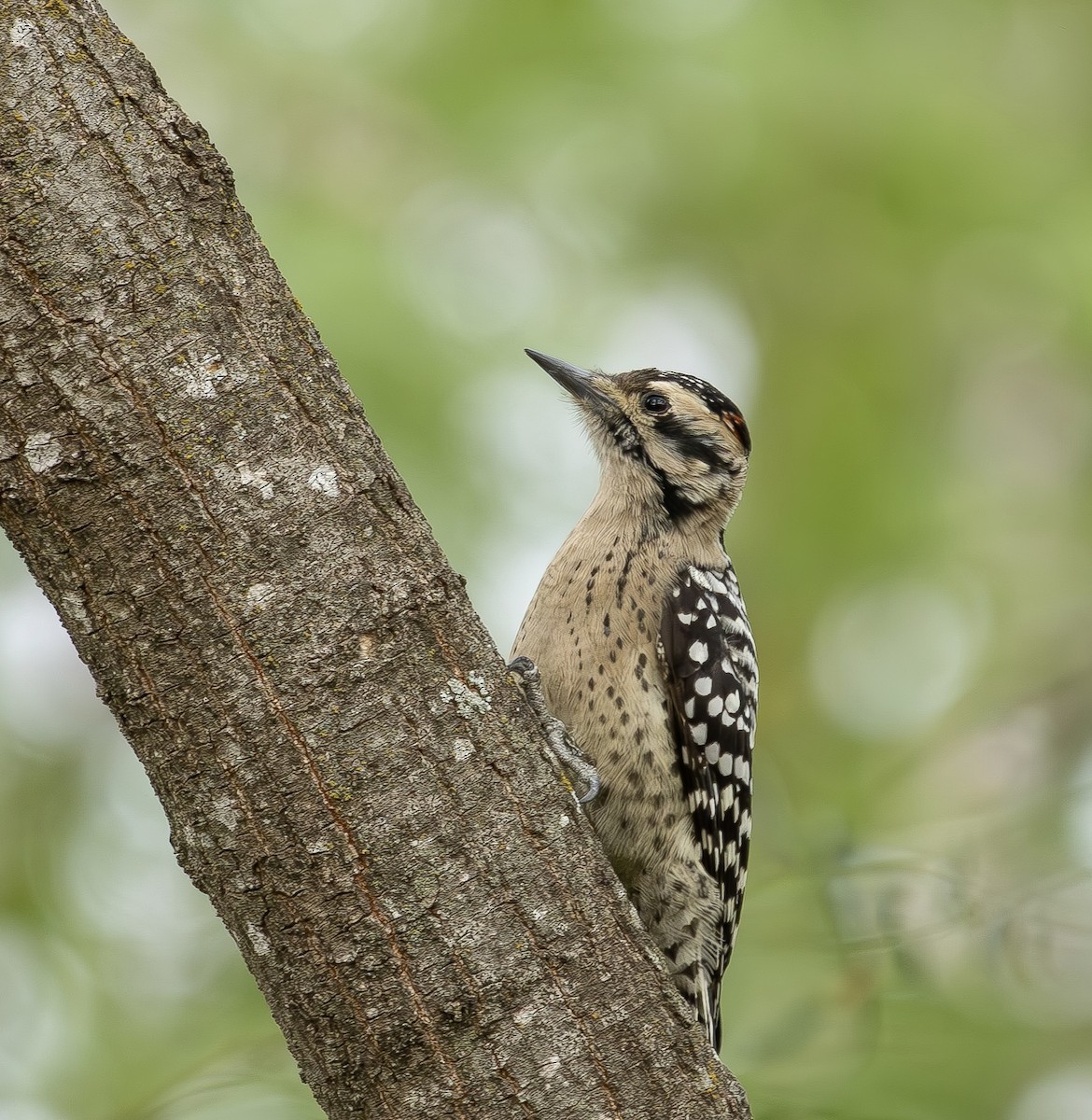 シマアカゲラ - ML645466714