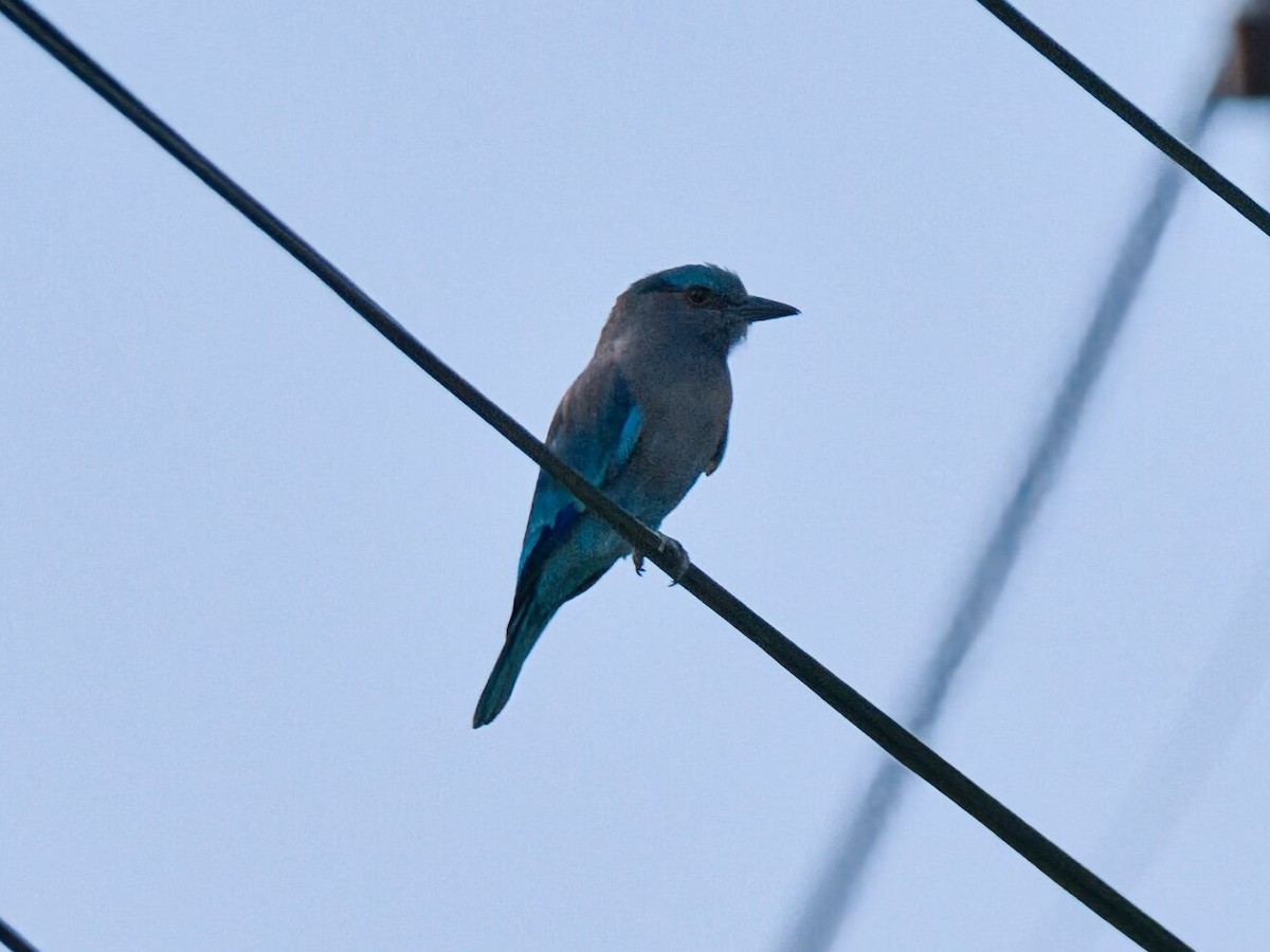 インドシナブッポウソウ - ML645466715