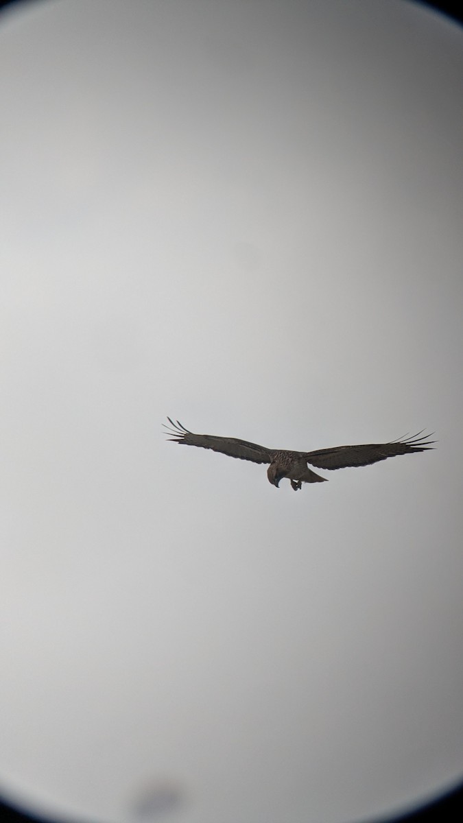 Zapelatz buztangorria - ML645466716