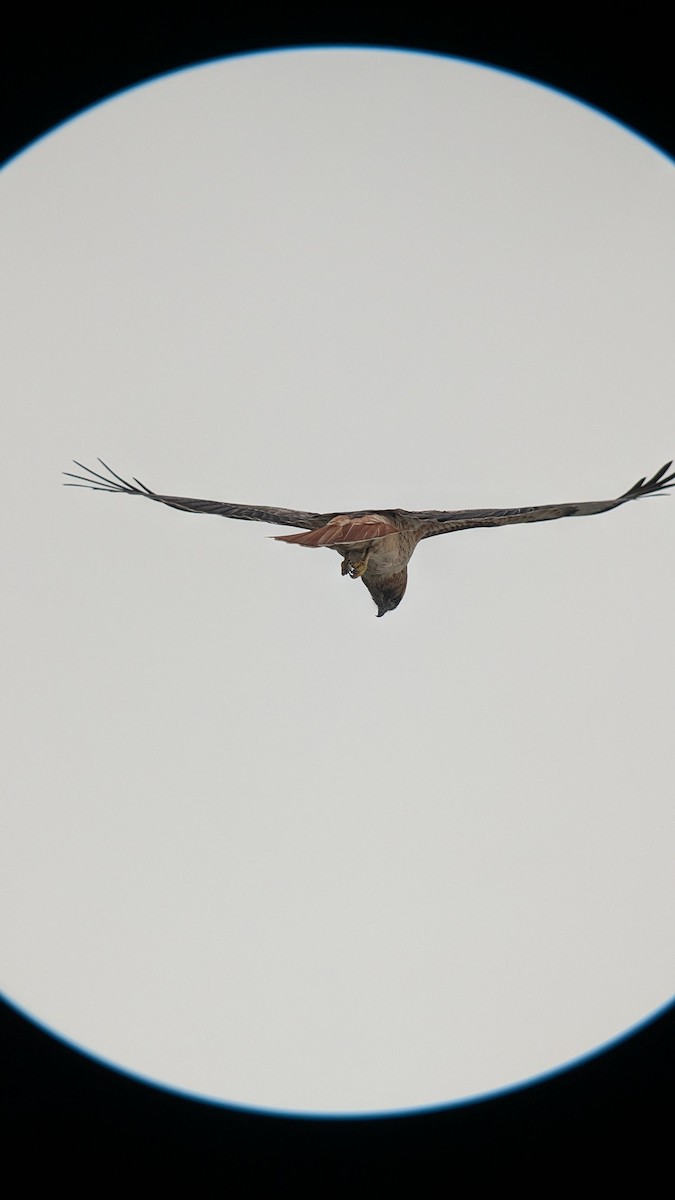 Zapelatz buztangorria - ML645466717