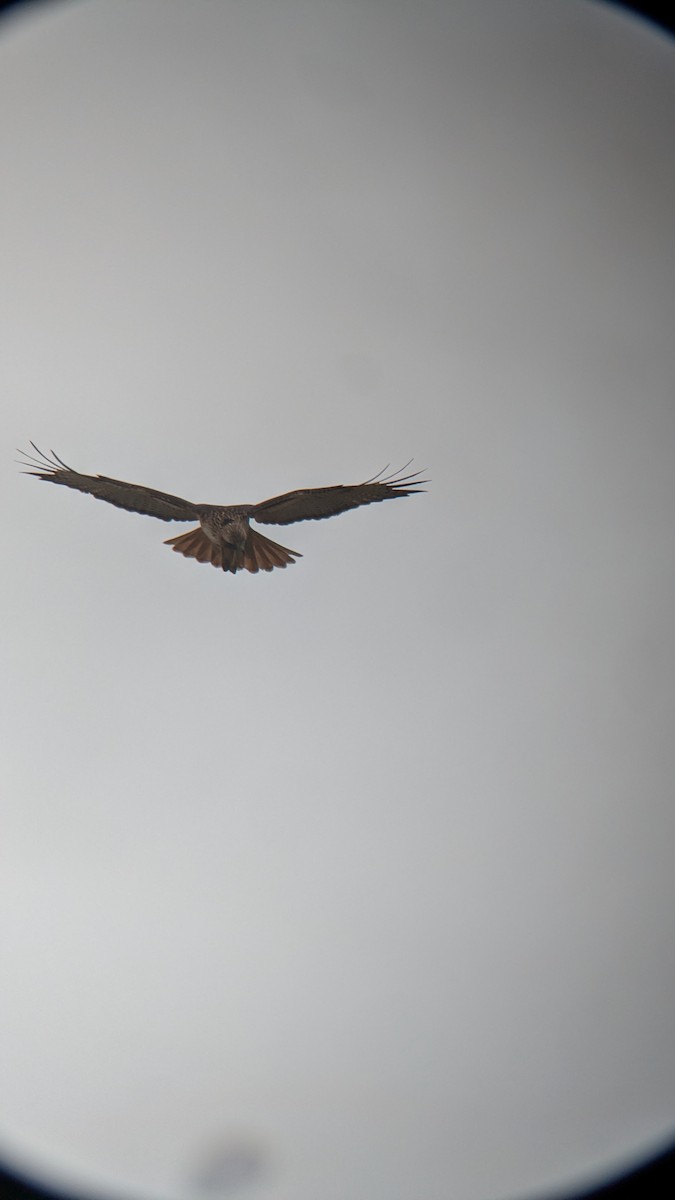 Zapelatz buztangorria - ML645466718