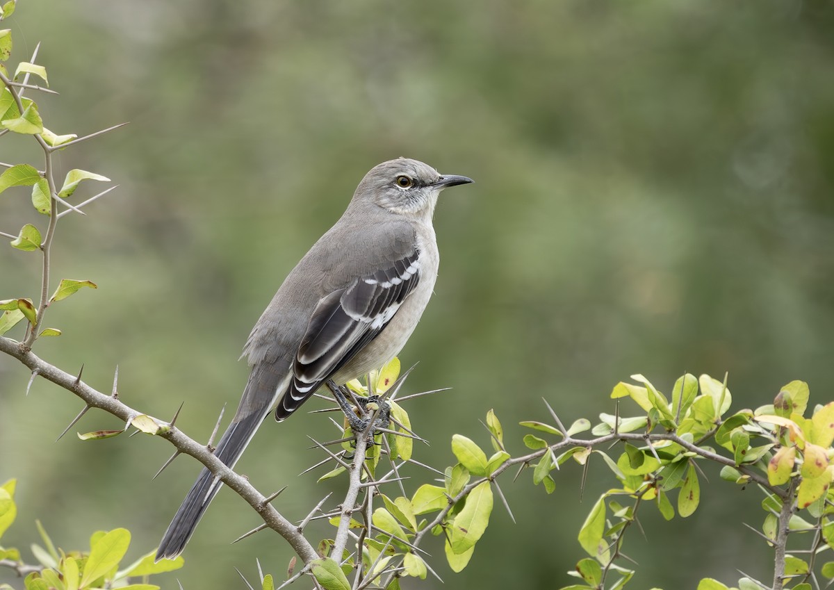 マネシツグミ - ML645466719