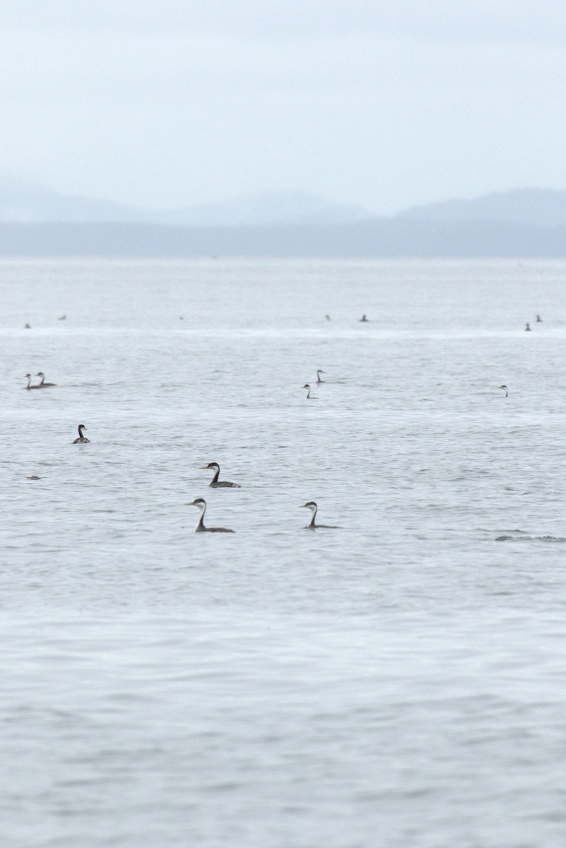Western Grebe - ML645466720