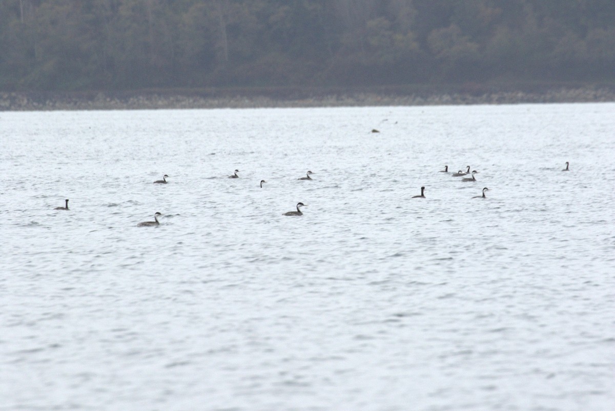 Western Grebe - ML645466721