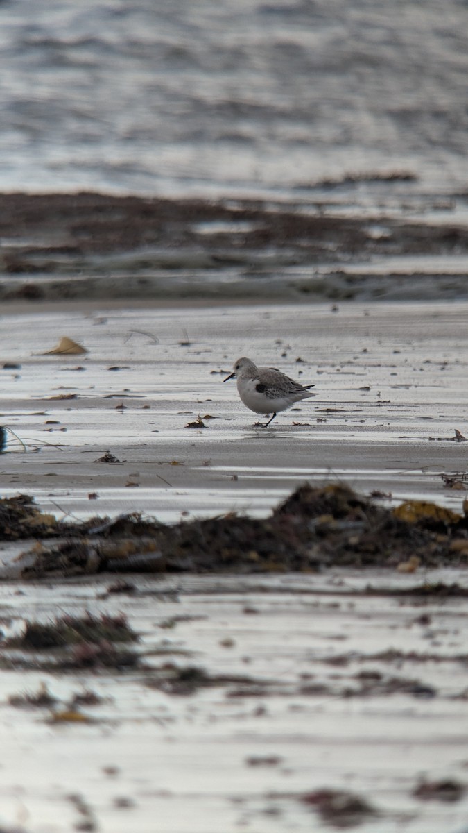 Txirri alaskarra - ML645466737