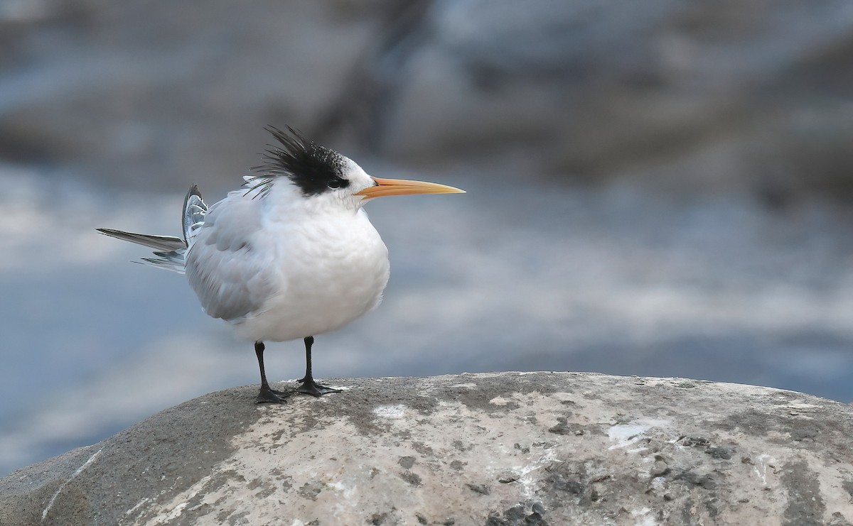 Txenada airosa - ML645466752