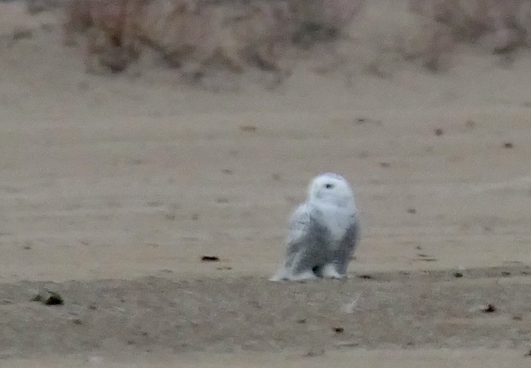 Harfang des neiges - ML645466753