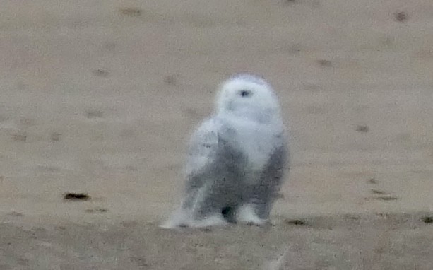 Harfang des neiges - ML645466754