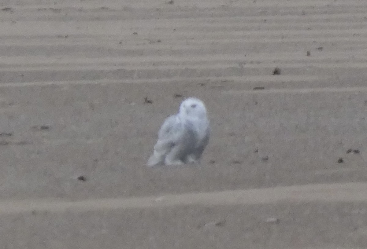 Harfang des neiges - ML645466755