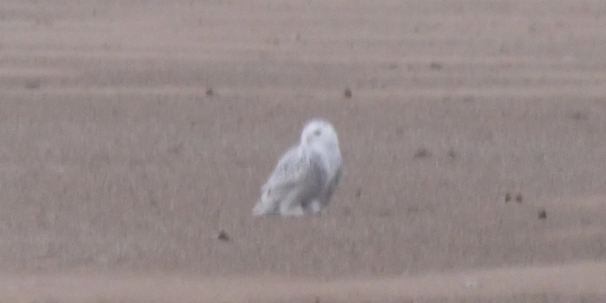 Harfang des neiges - ML645466757