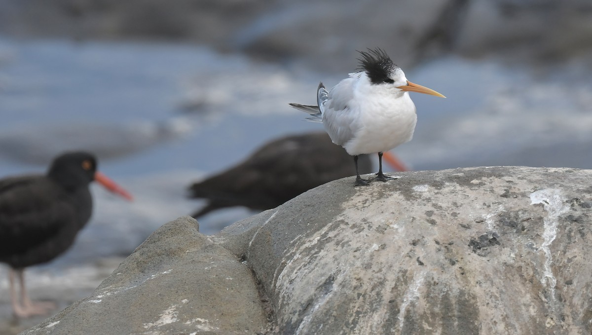 Txenada airosa - ML645466759