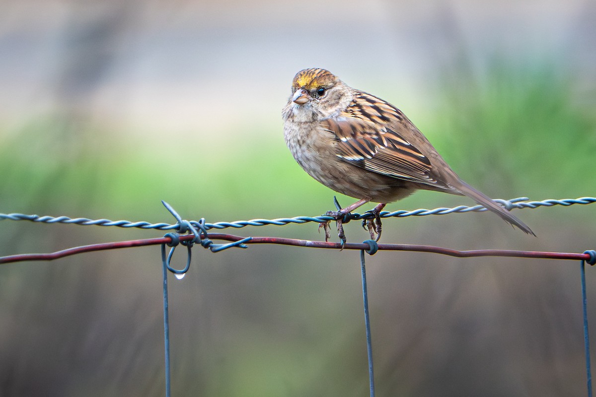 Golden-crowned Sparrow - ML645466761