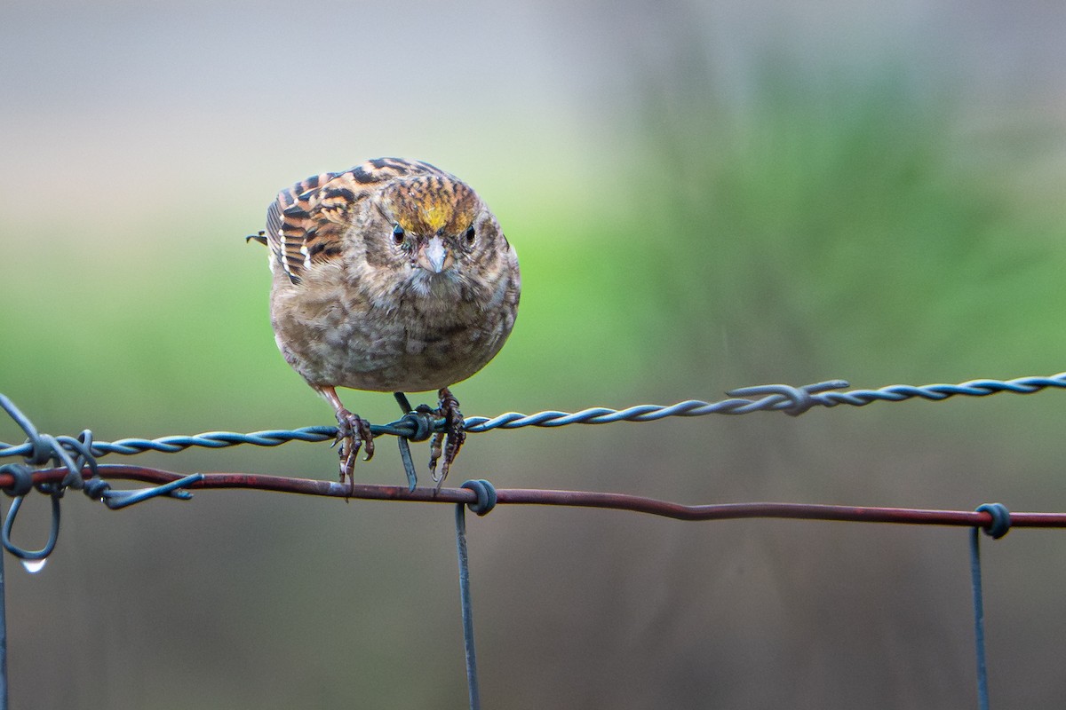 Golden-crowned Sparrow - ML645466778