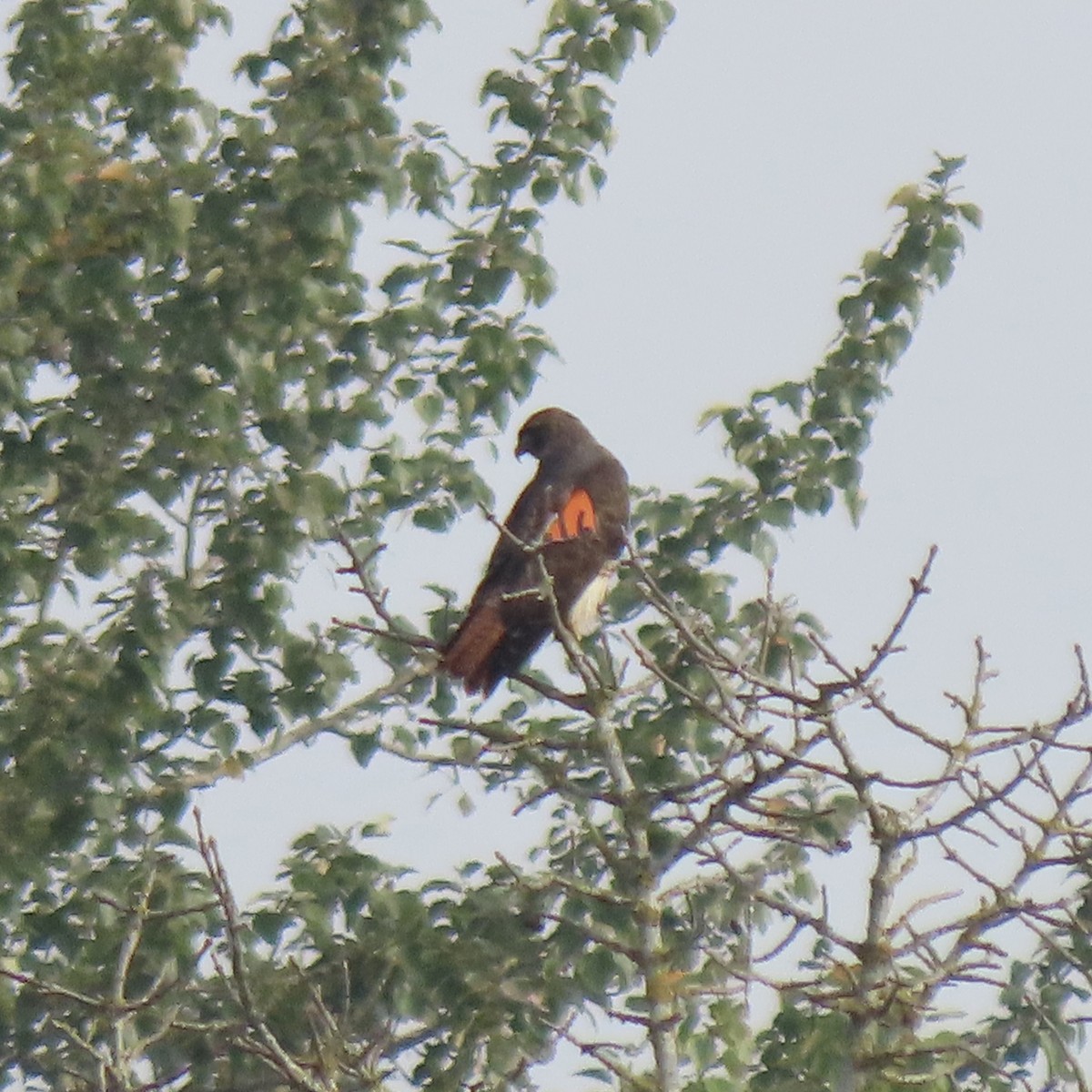 Red-tailed Hawk - ML645466779