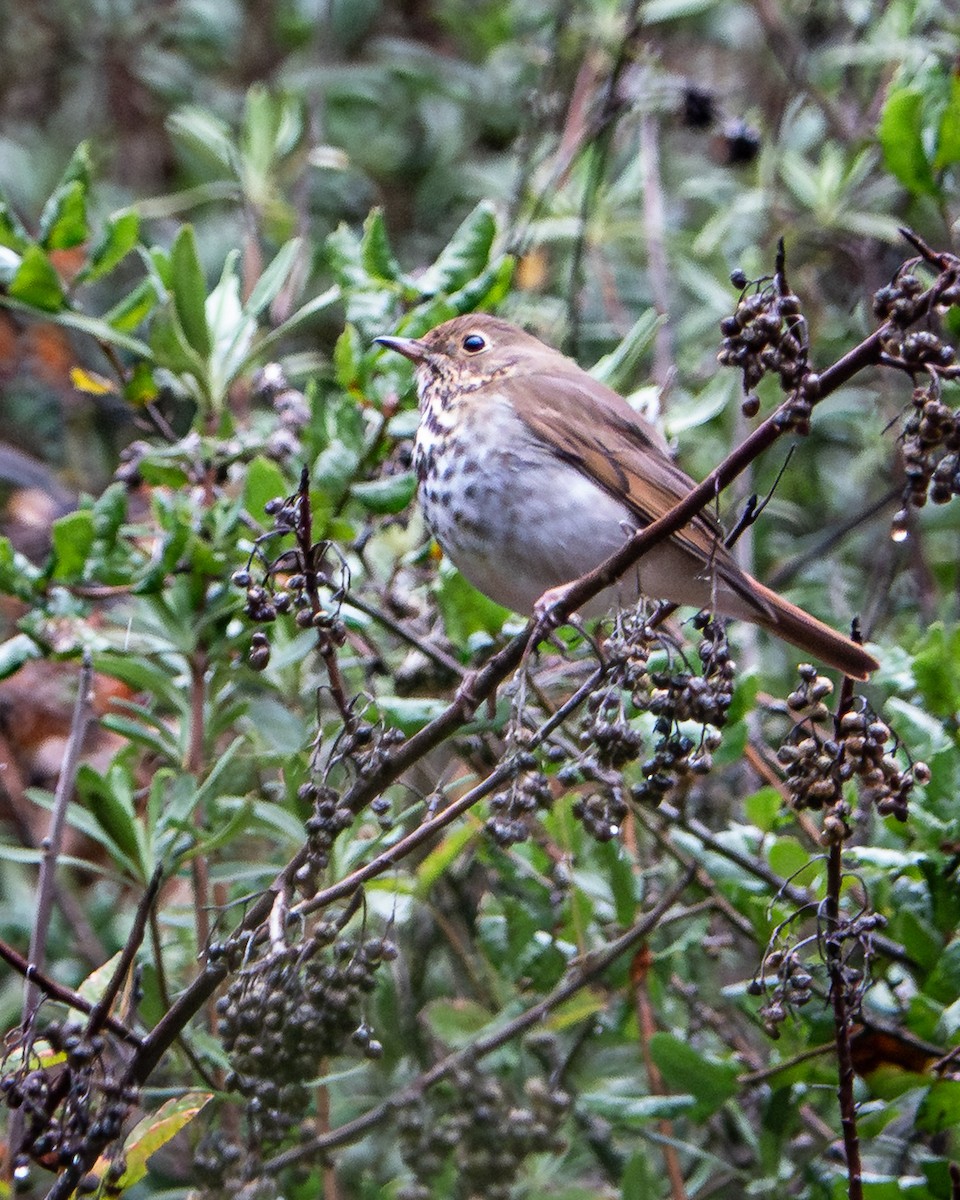 Hermit Thrush - ML645466782