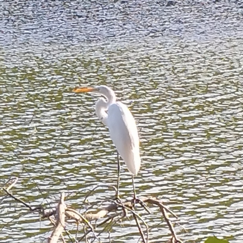 Great Egret - ML645466783