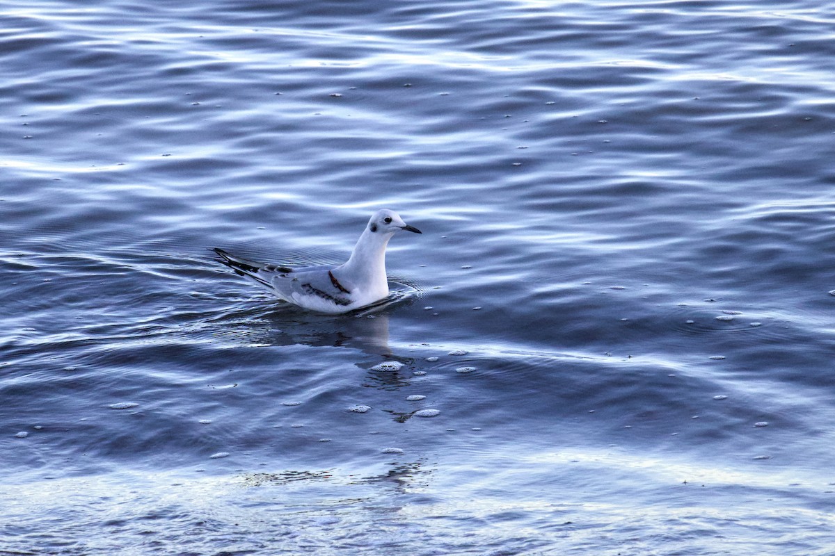 Bonaparte's Gull - ML645466785