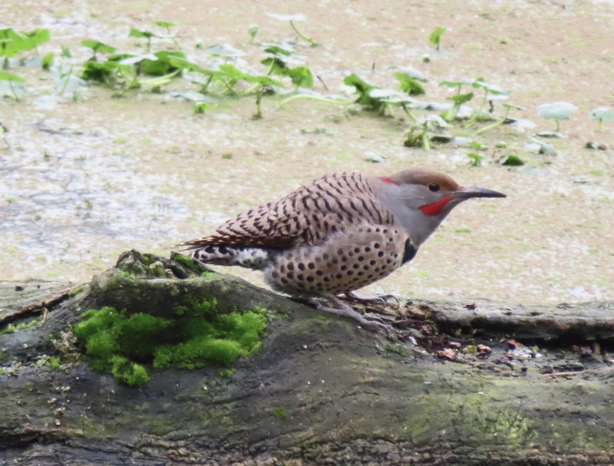 Northern Flicker (Yellow-shafted x Red-shafted) - ML645466796