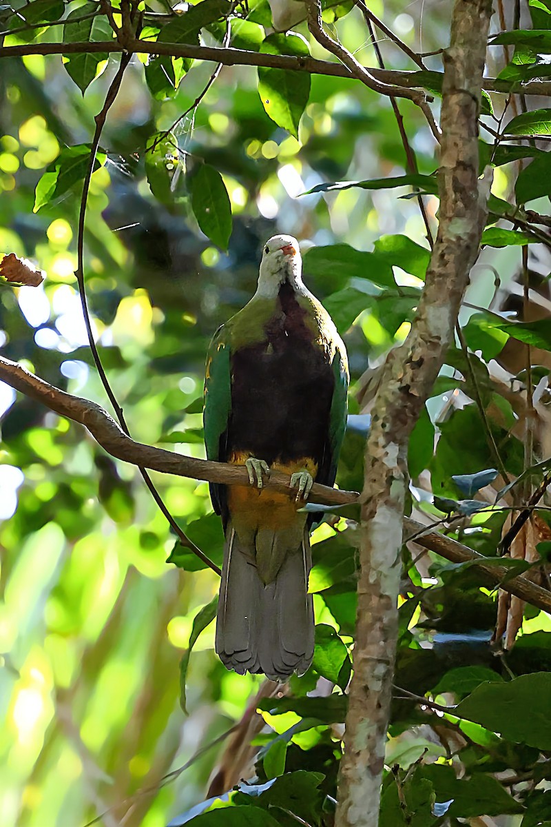 Wompoo Fruit-Dove - ML645466799