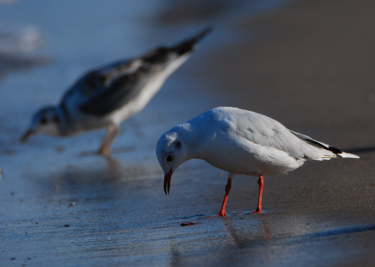 שחף אגמים - ML645466800
