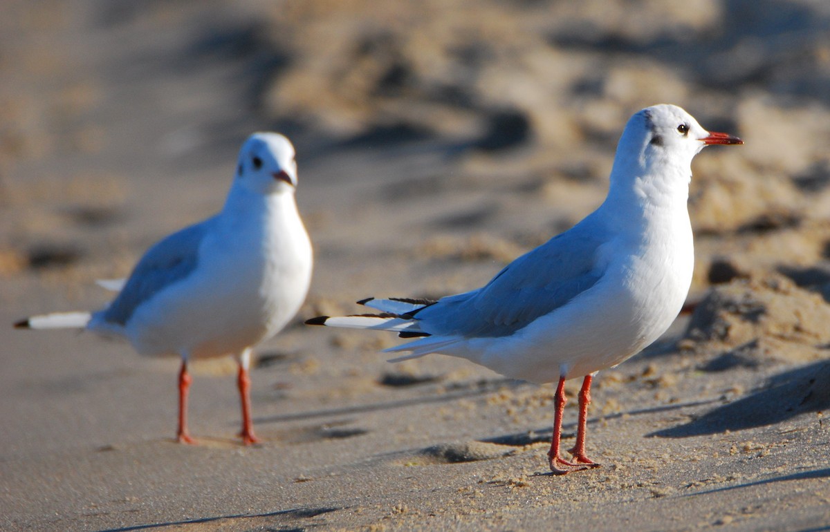שחף אגמים - ML645466801