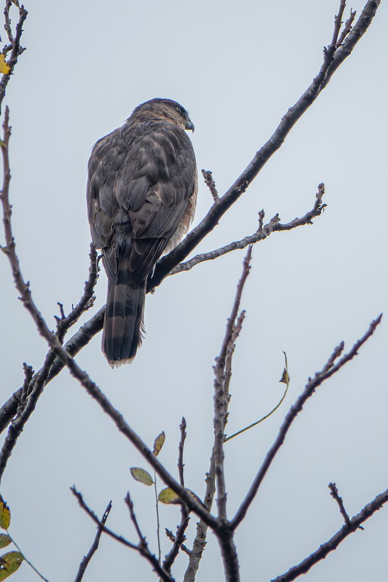 Cooper's Hawk - ML645466806