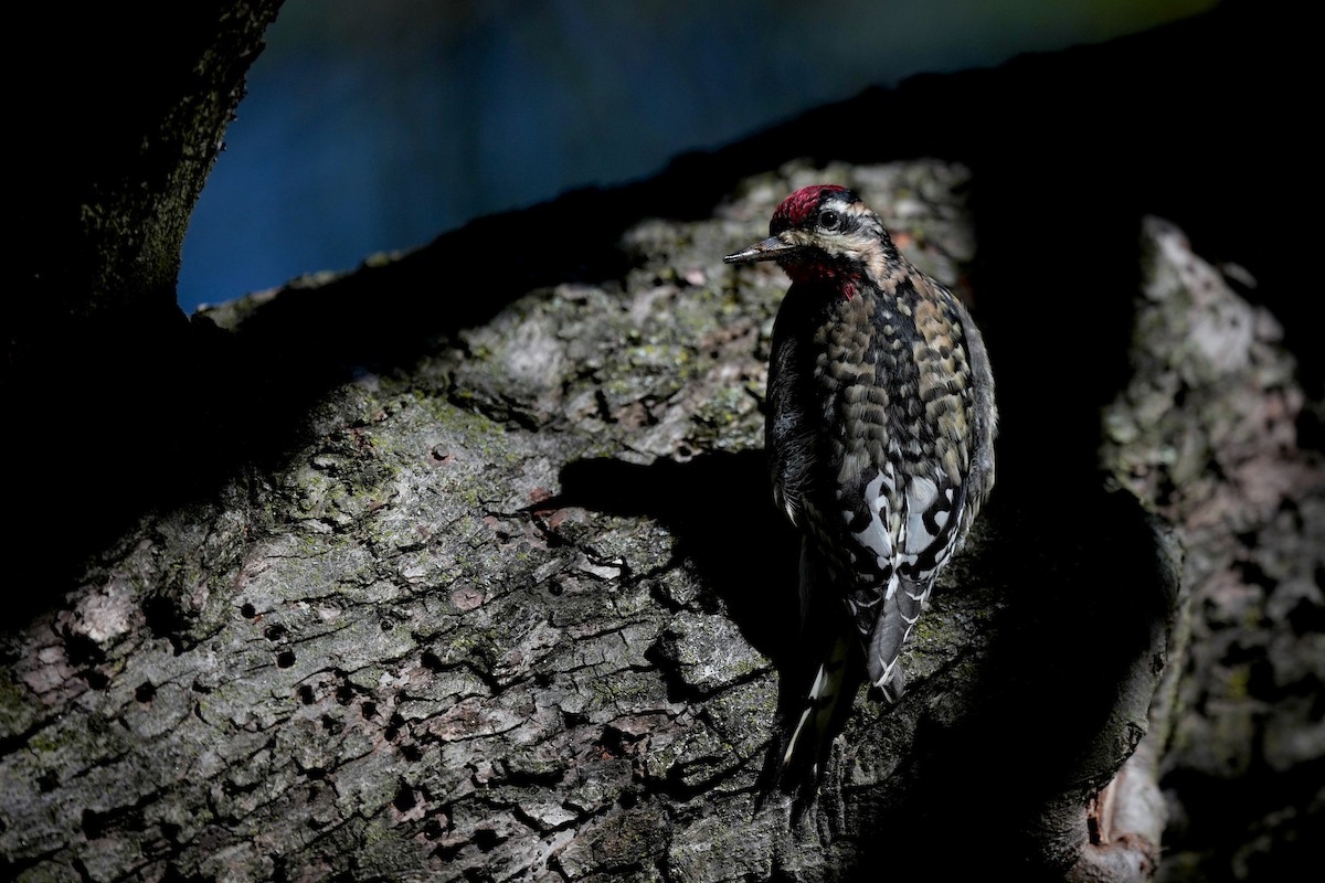 Yellow-bellied Sapsucker - ML645466809