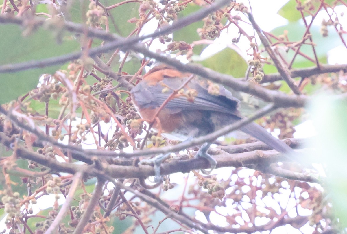 Sunda Scimitar-Babbler - ML645466815