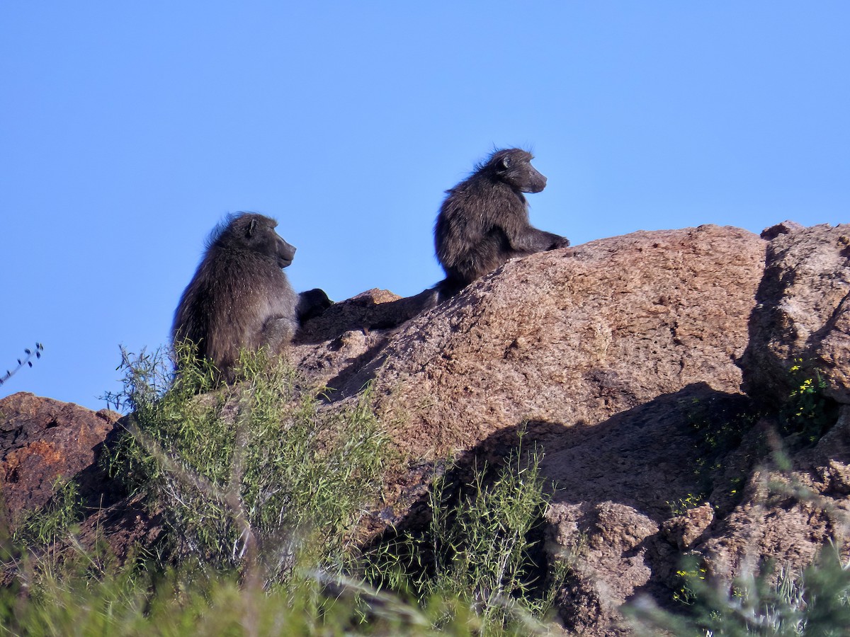 Chacma Baboon - ML645466817