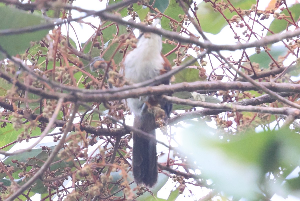 Sunda Scimitar-Babbler - ML645466818