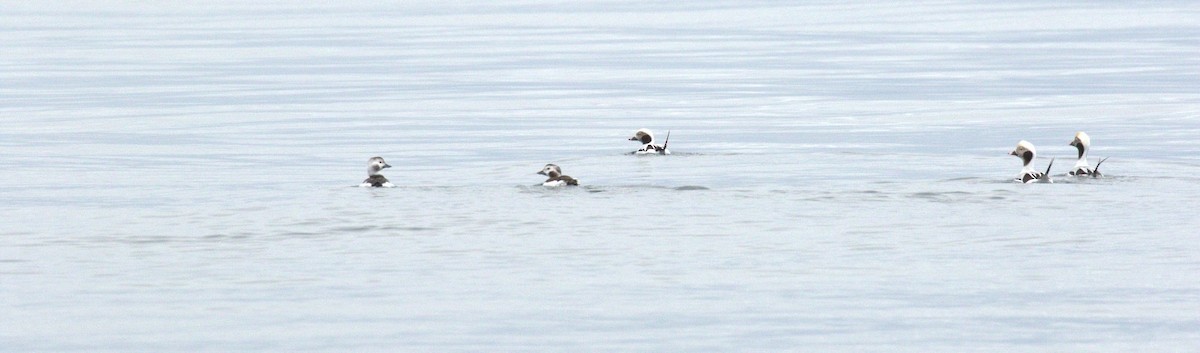 Moretta codona - ML645466819