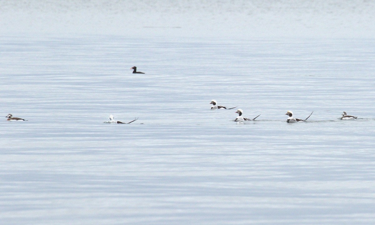 Moretta codona - ML645466820