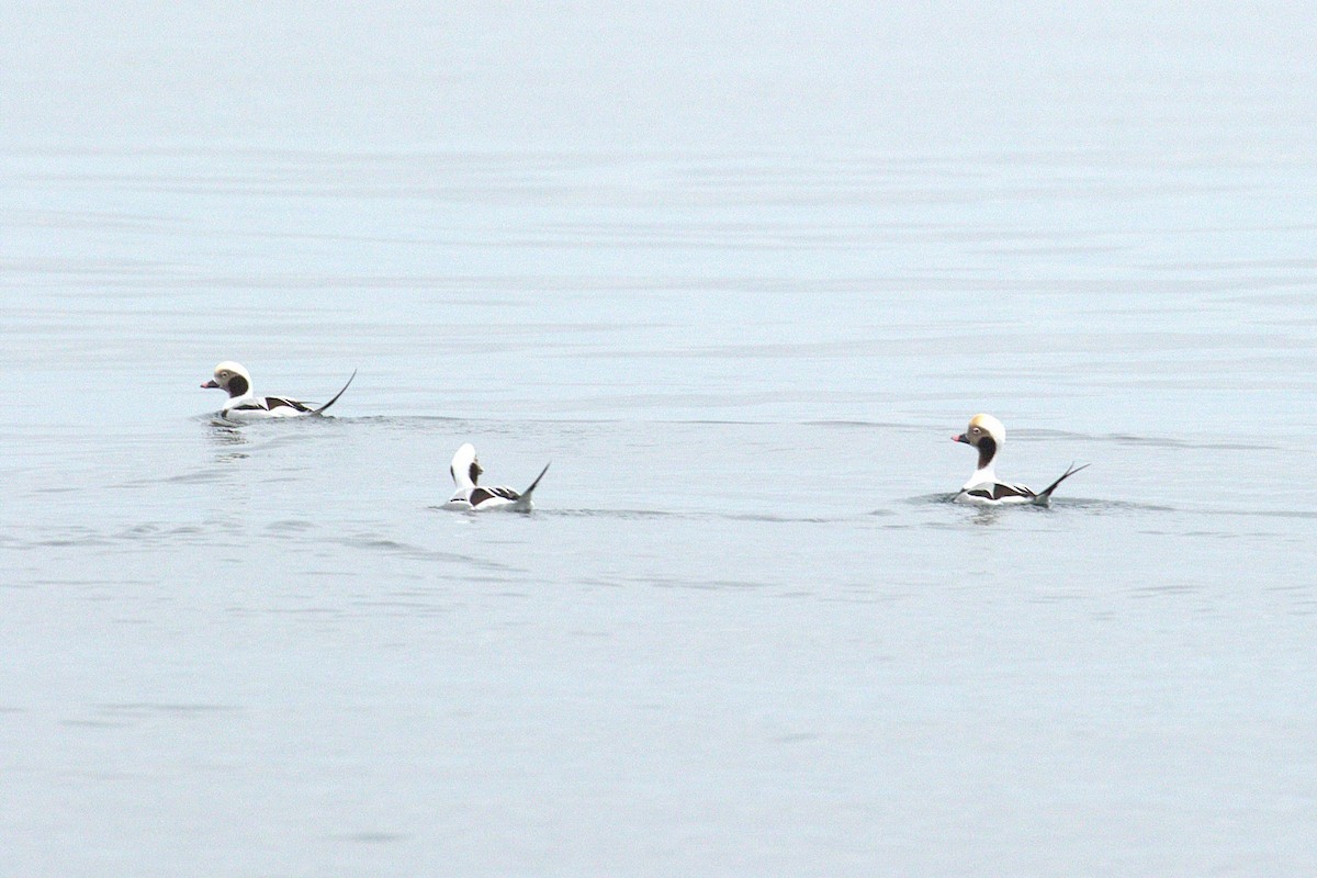 Moretta codona - ML645466821