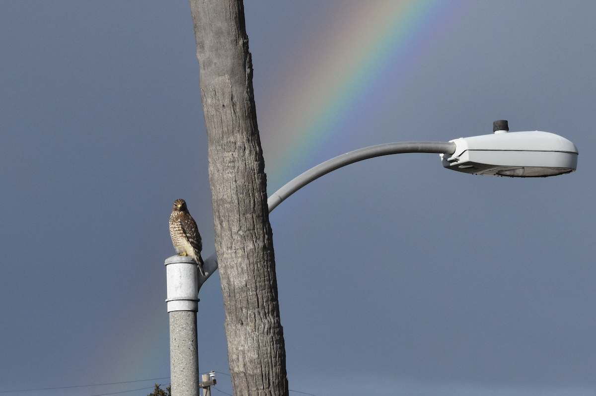 Red-shouldered Hawk - ML645466837