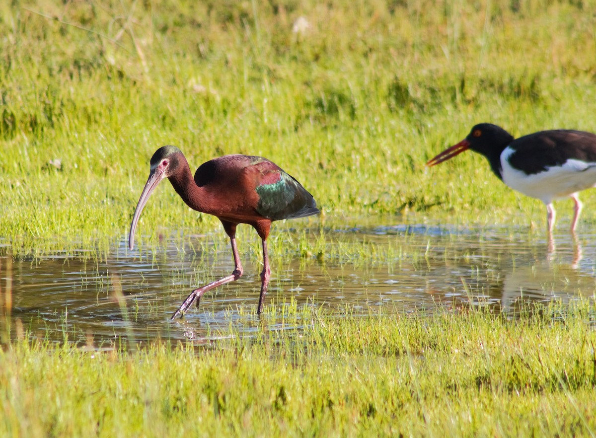 Beltzaran musuzuria - ML645466838