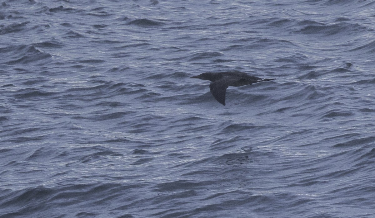 havsule - ML645466843