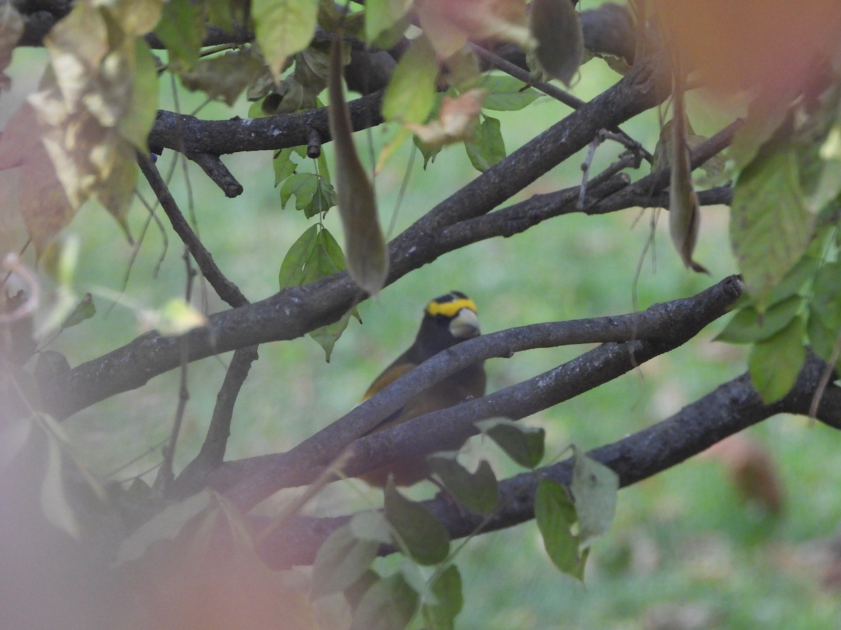 Evening Grosbeak - ML645466854