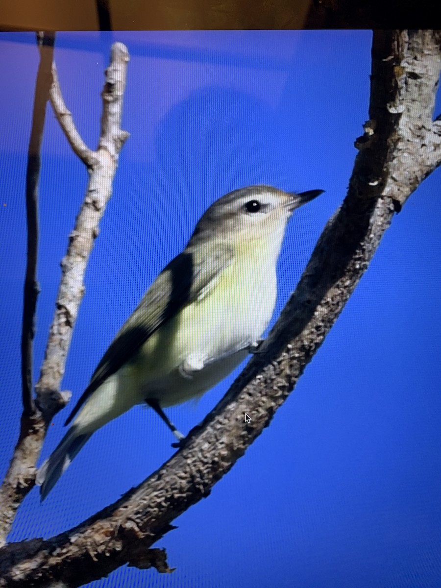 Eastern Warbling Vireo - ML645466858